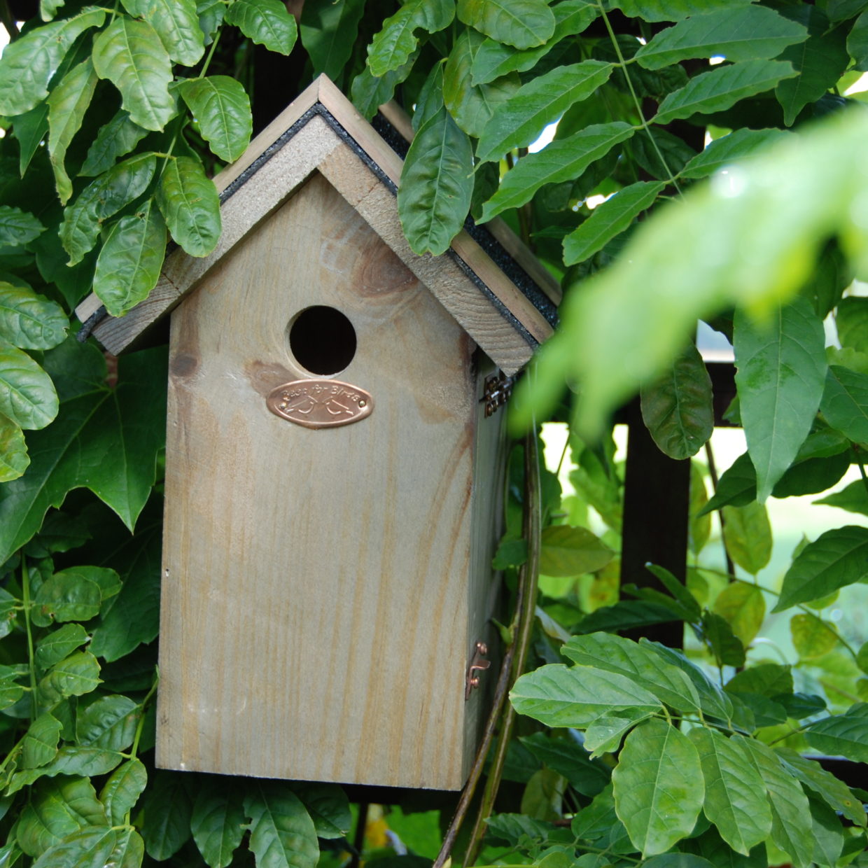 Nestkast pinpelmees bitumen dak FSC