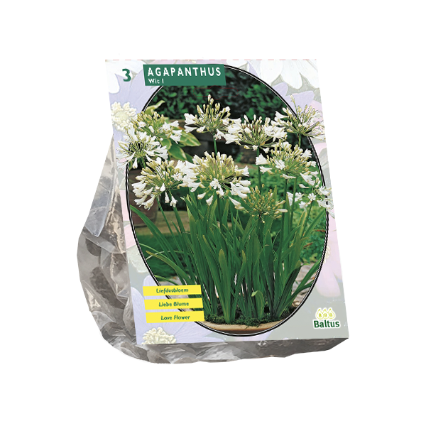 Agapanthus, Wit per 3