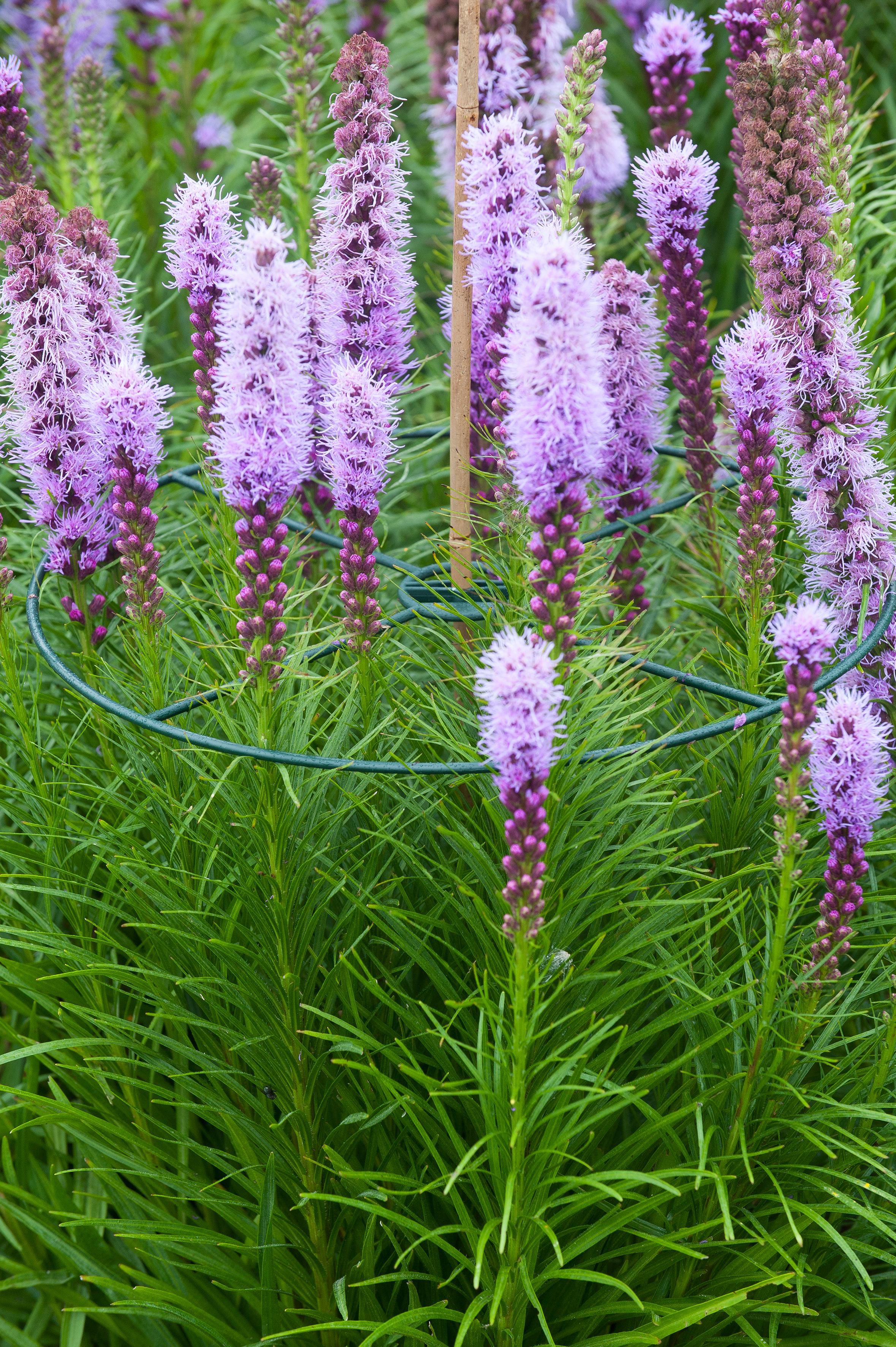 Plantensteun rond groen Ø40cm 3st