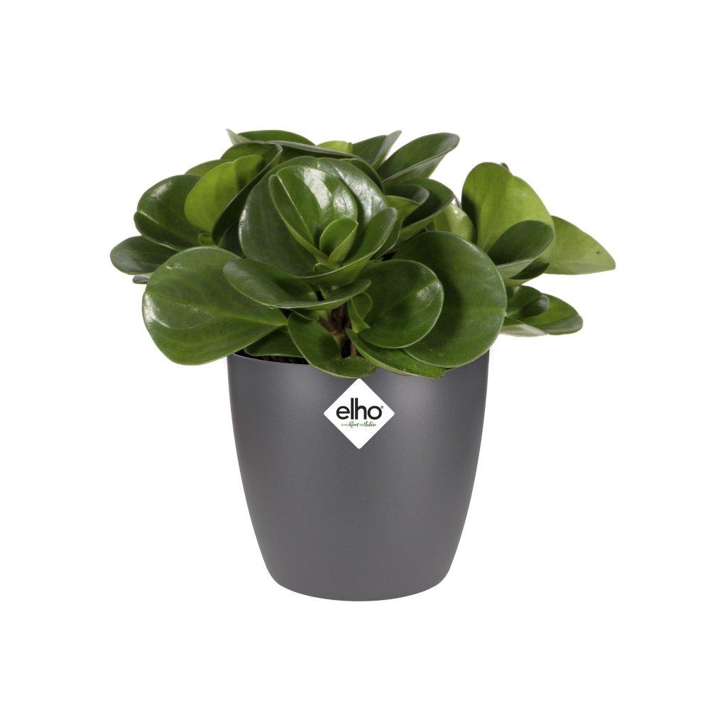 pot brussels d16cm antraciet