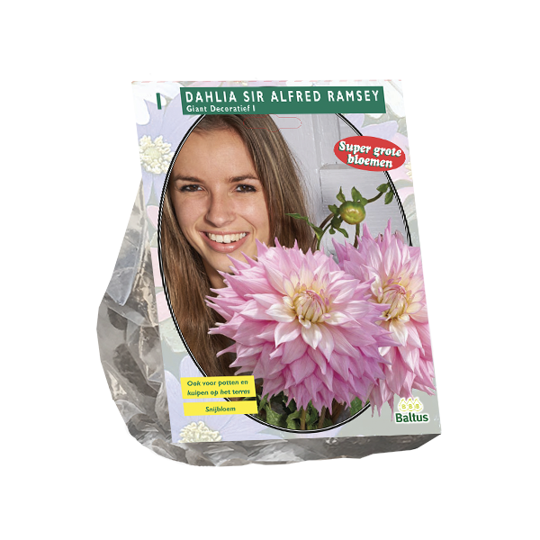 Dahlia Giant Dec. Sir Alfred Ramsey per 1