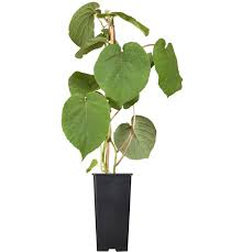Actinidia deliciosa 'Jenny'