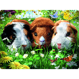 Livelife kaart 3D Cavia's