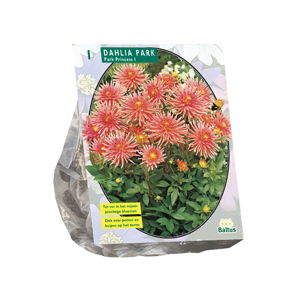 Dahlia Park Park Princess per 1