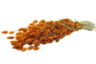 Bunch Phalaris Slv