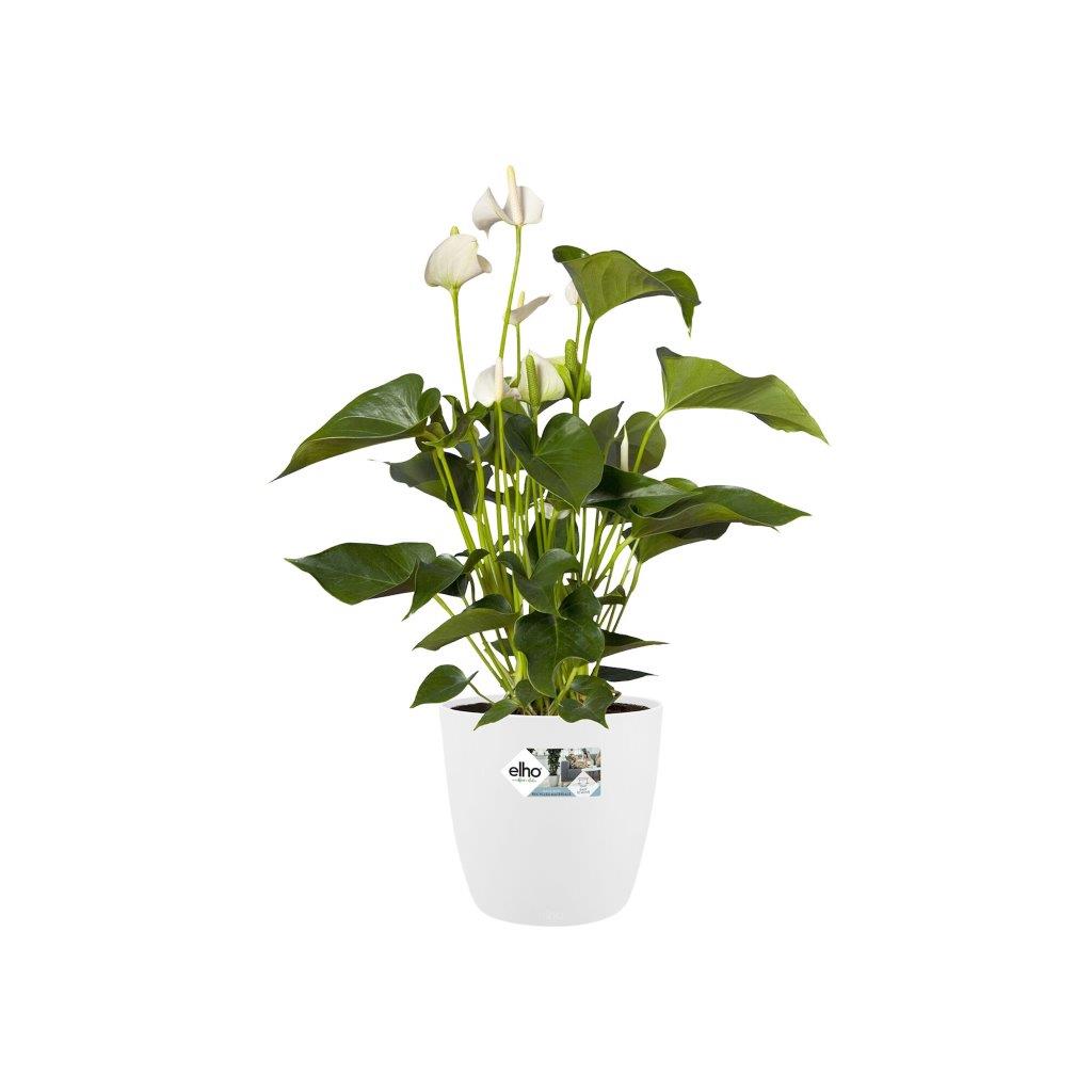 pot brussels d30cm wit