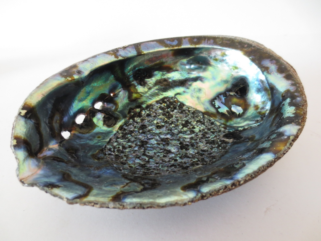 Groene Abalone Schelp Groot