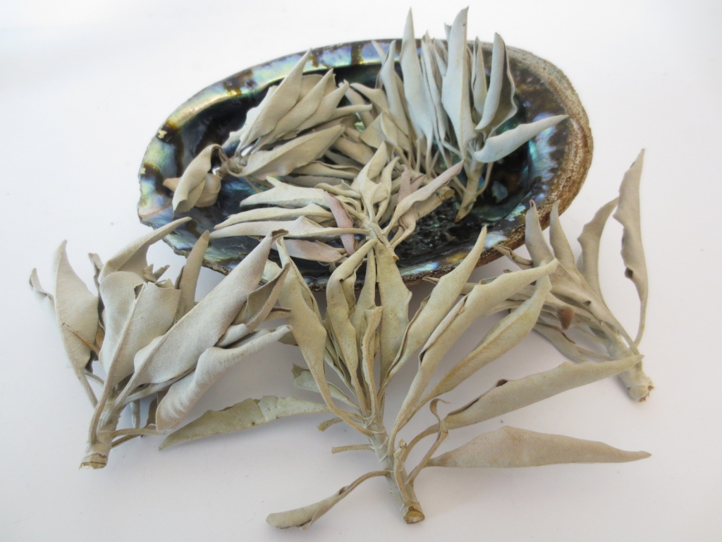 Groene Abalone Schelp Groot