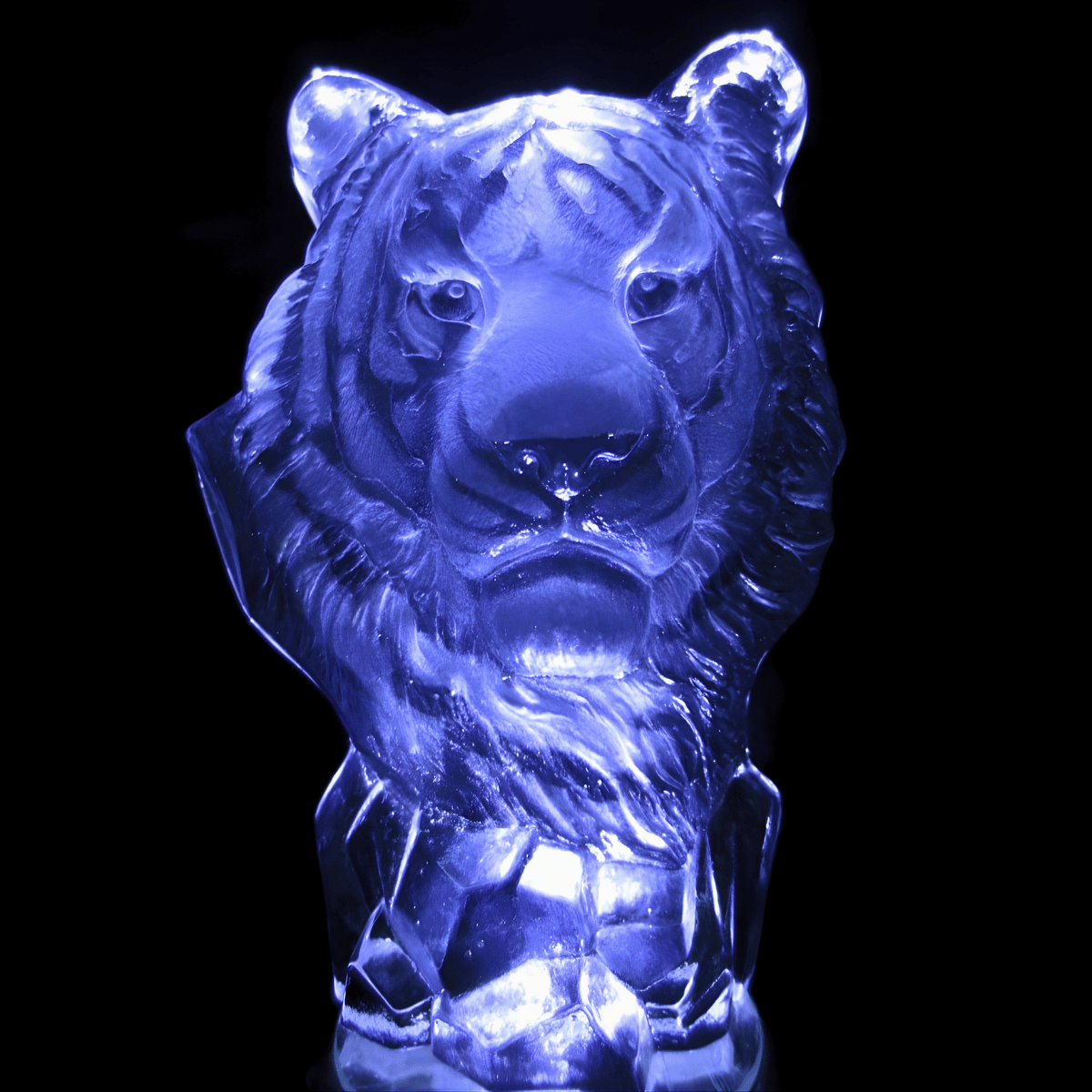 Tijger
