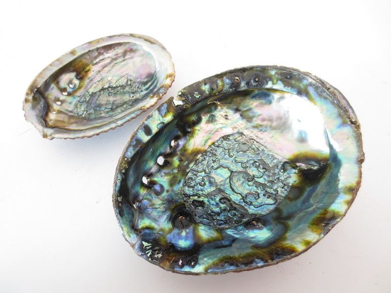 Groene Abalone Schelp Groot