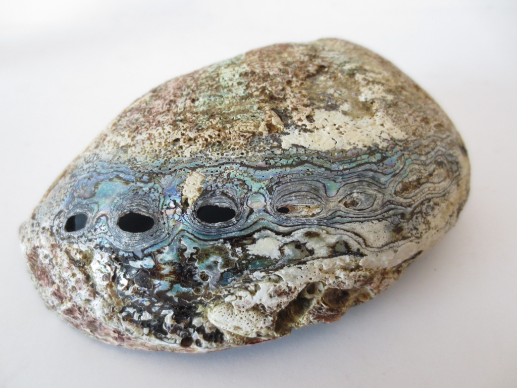 Groene Abalone Schelp Groot