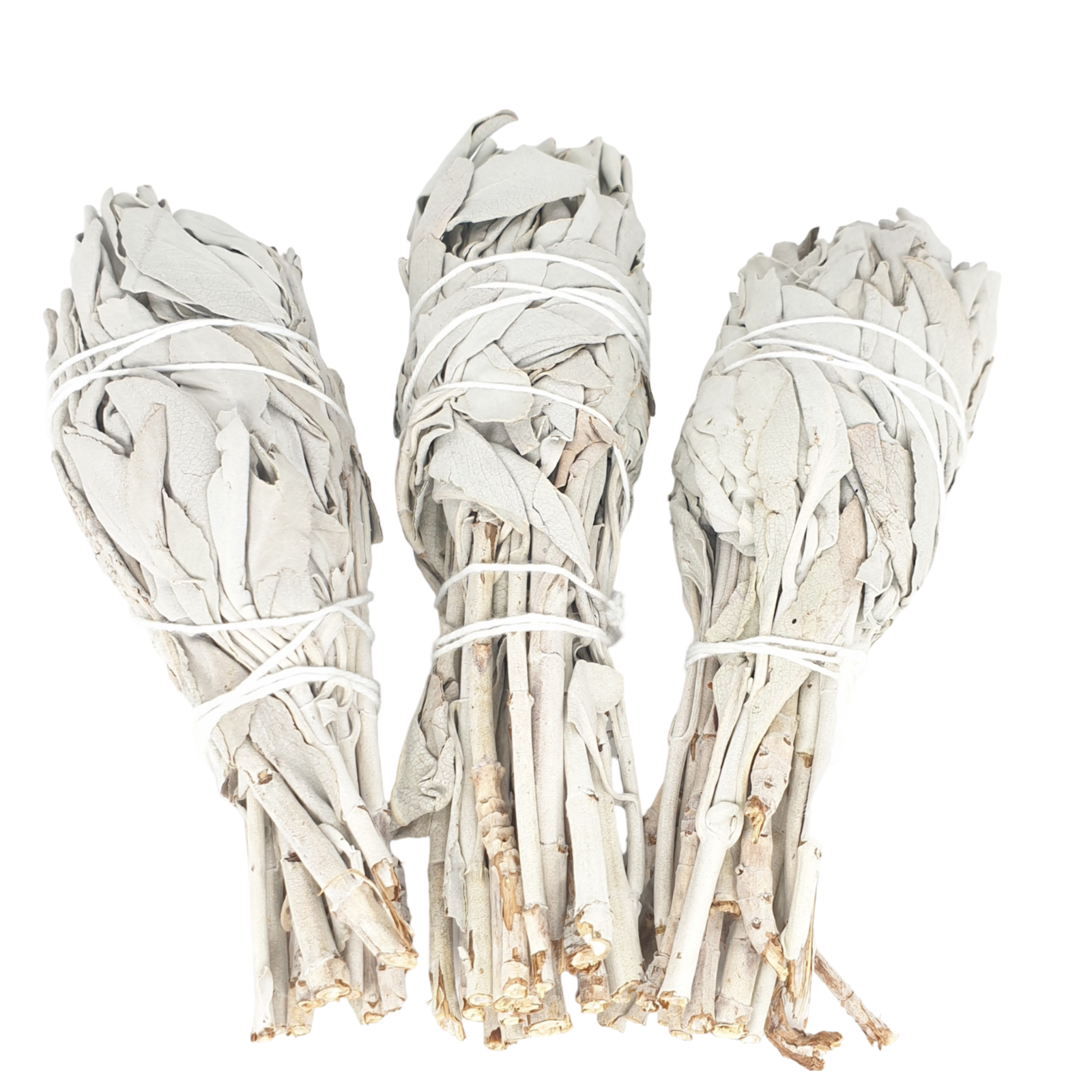 Groothandel - Witte Salie Tulip Smudge (3 x 20-25 gram)